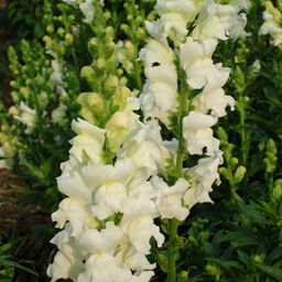 5208D Антирринум (Львиный зев) Кул Вайт 10шт