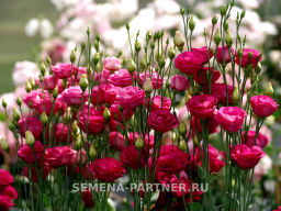 Эустома срезочная махровая красная Принцесса Луиза - Партнер фото 6