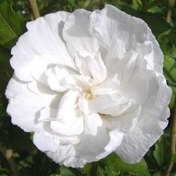 Гибискус сирийский Вайт Шифон