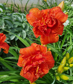 Лилейник Moses Fire (Махровый) - Голландские луковицы фото 4