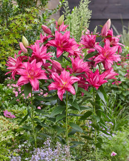 Лилия Roselily Floretta (Розовидный гибрид) - Голландские луковицы фото 2