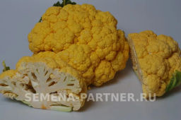 Капуста цветная Флейм Стар (желто-оранжевый) - Партнер фото 4
