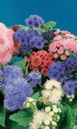 Агератум КАЛЕЙДОСКОП