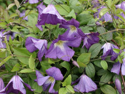 Клематис Литтл Бас - Долина роз фото 4