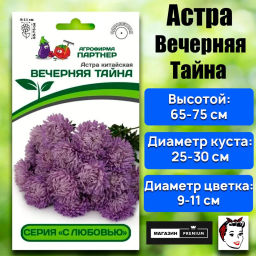 Астра китайская Вечерняя Тайна - Партнер фото 2