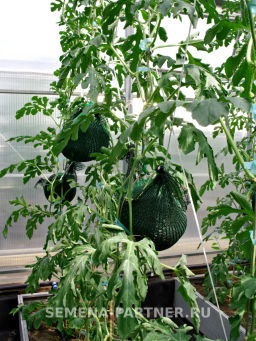 Арбуз Акмаль - Партнер фото 7