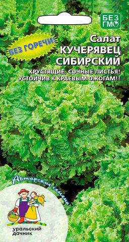 Салат КУЧЕРЯВЕЦ СИБИРСКИЙ  Хрустящие, сочные листья без горечи! Устойчив к краевым ожогам!