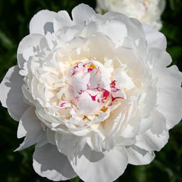 Пион Zus Braun - Голландские луковицы фото 2