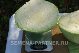 Капуста белокочанная позднеспелая Колобок - Партнер фото 3