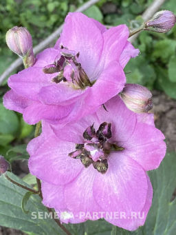 Дельфиниум Даски Майденс - Партнер фото 6