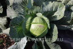 Капуста белокочанная позднеспелая Килатон - Партнер фото 2