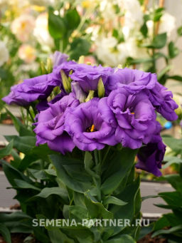 Эустома карликовая махровая лавандово-синяя Леди Эшли - Партнер фото 5