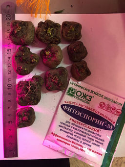 Лиатрис микс (Liatris Mix) 10шт