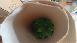 Рододендрон Поларнахт