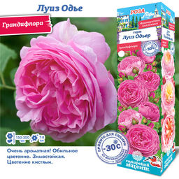 Роза Луиз Одье (Грандифлора) 1шт