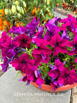 Петуния Сауэр Бургунди кустовая крупноцветковая - Партнер фото 4
