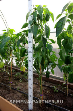 Перец сладкий Гороспел - Партнер фото 6