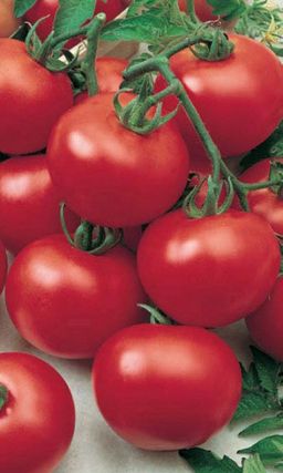 Томат АНДРОМЕДА F1 Необыкновенно вкусен! Этот дет любому высокорослому томату фору даст! В урожайности не уступит!