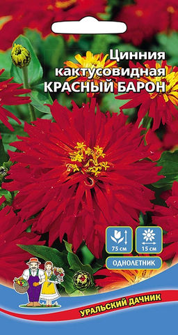 Цинния КРАСНЫЙ БАРОН кактусовидная