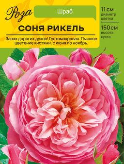 Роза Соня Рикель (Шраб) С ЦВ.НАКЛЕЙКОЙ 1шт