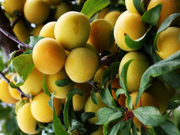 Алыча Злато Скифов - Долина роз фото 2