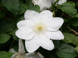 Клематис Мадам Ле Культре - Долина роз фото 6