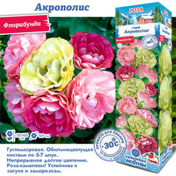 Роза Акрополис (Флорибунда) 1шт