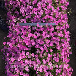 Петуния Итальянка Анита каскадная розовая - Партнер фото 7