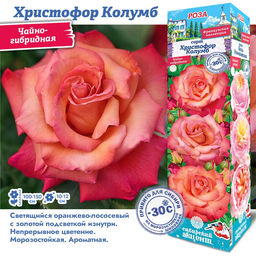 Роза Христофор Колумб (Чайно-гибридная) 1шт - 7цветов фото 3