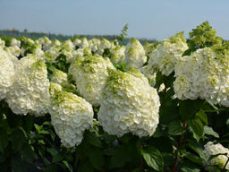 Гортензия метельчатая Мэджикал Монблан - Долина роз фото 3