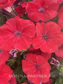 Петуния МиМи Стефания каскадная лососева-красная - Партнер фото 4