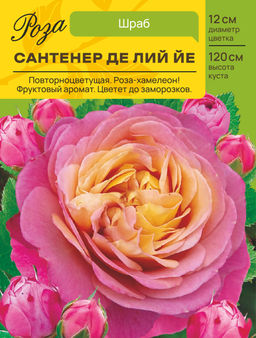Роза Сантенер де Лий йе (Шраб) (Шраб) С ЦВ.НАКЛЕЙКОЙ 1шт