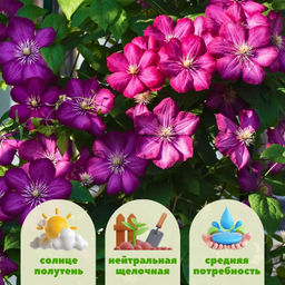 Клематис Виль де Лион