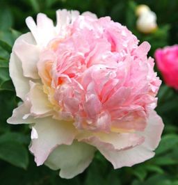 ПИОН Рэспберри Сандае Разбор 2/3 n Кол-во упак., шт 1