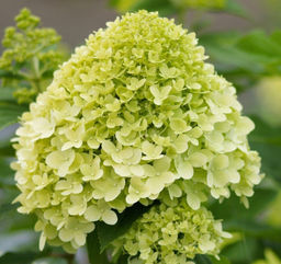 Гортензия метельчатая "Limelight" ("Лаймлайт")