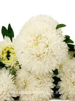 Астра китайская Свадебный Вальс - Партнер фото 3