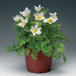 5217D Прострел обыкновенный Пинвилл Вайт 10шт