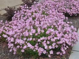 Энотера розова - Долина роз фото 2