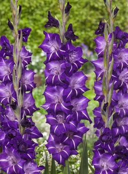 ГЛАДИОЛУС Хэллоуин Разбор 10/12 Кол-во упак., шт 8