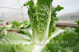 Капуста пекинская Гидра - Партнер фото 5