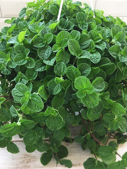 Пилея монетолистная (японский доллар) - 1000корней фото 3