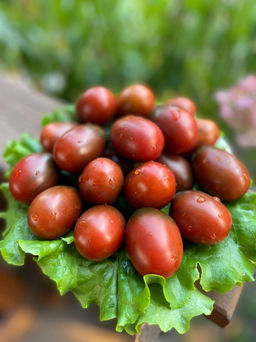 Томат СЛИВА ЧЁРНАЯ  Обсыпной! Сладкий! Холодостойкий! Лёжкий! Идеален для консервирования! - Уральский дачник фото 7