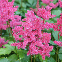 Астильба Koblenz (Японская) - Голландские луковицы фото 3