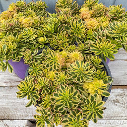 Седум (очиток) Миддендорфа вариегата - 1000корней фото 2