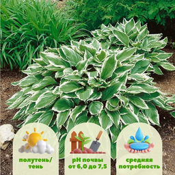 Хоста Албомаргината