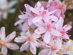 Сцилла Bifolia Rosea (Бифолия Розеа) 10шт