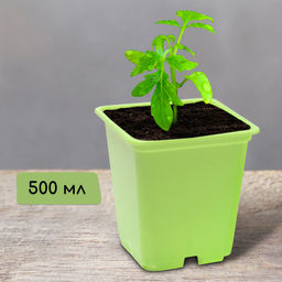 Цена за 24 шт. Горшок для рассады, 500 мл, 9×9×10 см, салатовый