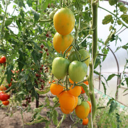 Томат ЗОЛОТАЯ ДОЛИНА  В вашей теплице будет настоящая золотая долина из вкусных помидор! В каждой кисти по 10 плодов! Пригоден для хранения! - Уральский дачник фото 4