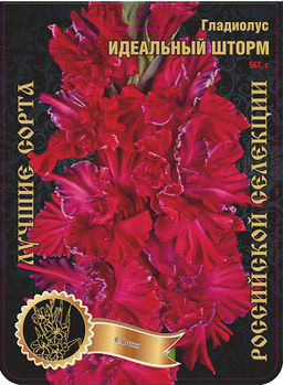Гладиолус Идеальный Шторм 567,Фотин 1 р-р 7шт (Ф)