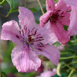 Клематис Маргарет Хант - Долина роз фото 3